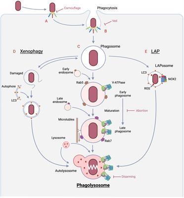 Host-directed therapy for bacterial infections -Modulation of the phagolysosome pathway-